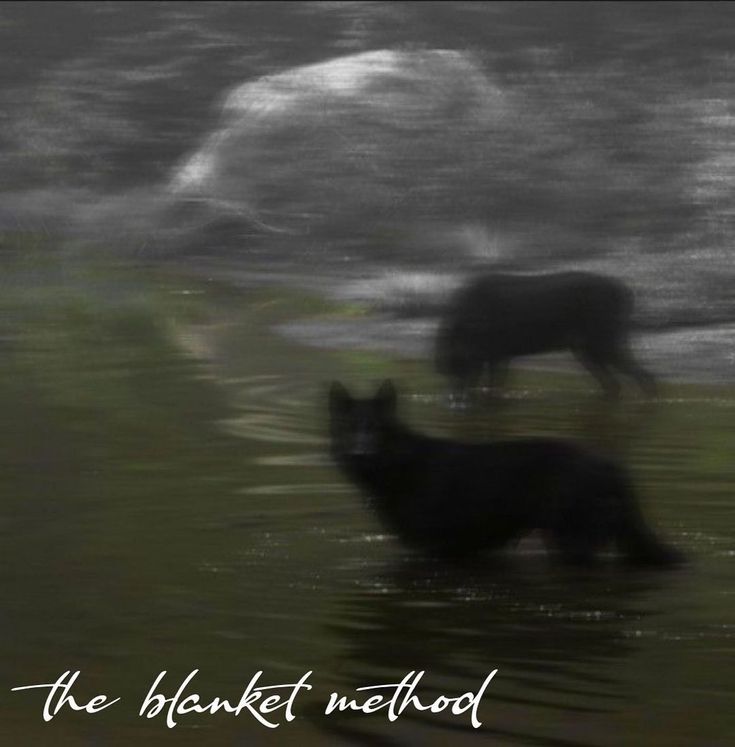 two black dogs are walking in the water