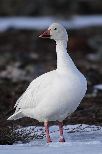 a white duck standing in the snow