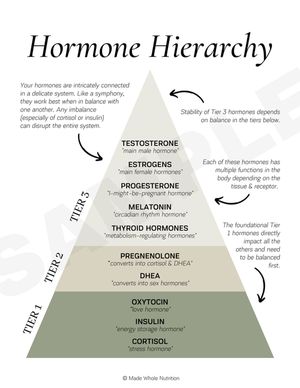 Hormone Health 2 (handout bundle) — Functional Health Research + Resources — Made Whole Nutrition Functional Health, Healthy Hormones, Menstrual Health, Feminine Health, Health Research, Thyroid Hormone, Thyroid Health, Hormone Health, Health Knowledge