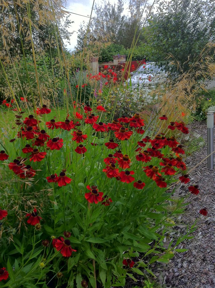 red flowers are growing in the middle of a gravel garden bed, along with tall grasses and other greenery