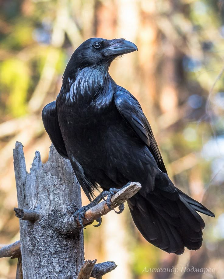 a black bird sitting on top of a tree branch