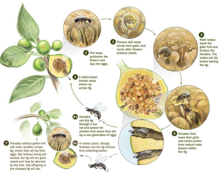 an image of different types of insects in the air and on land, including honeybees