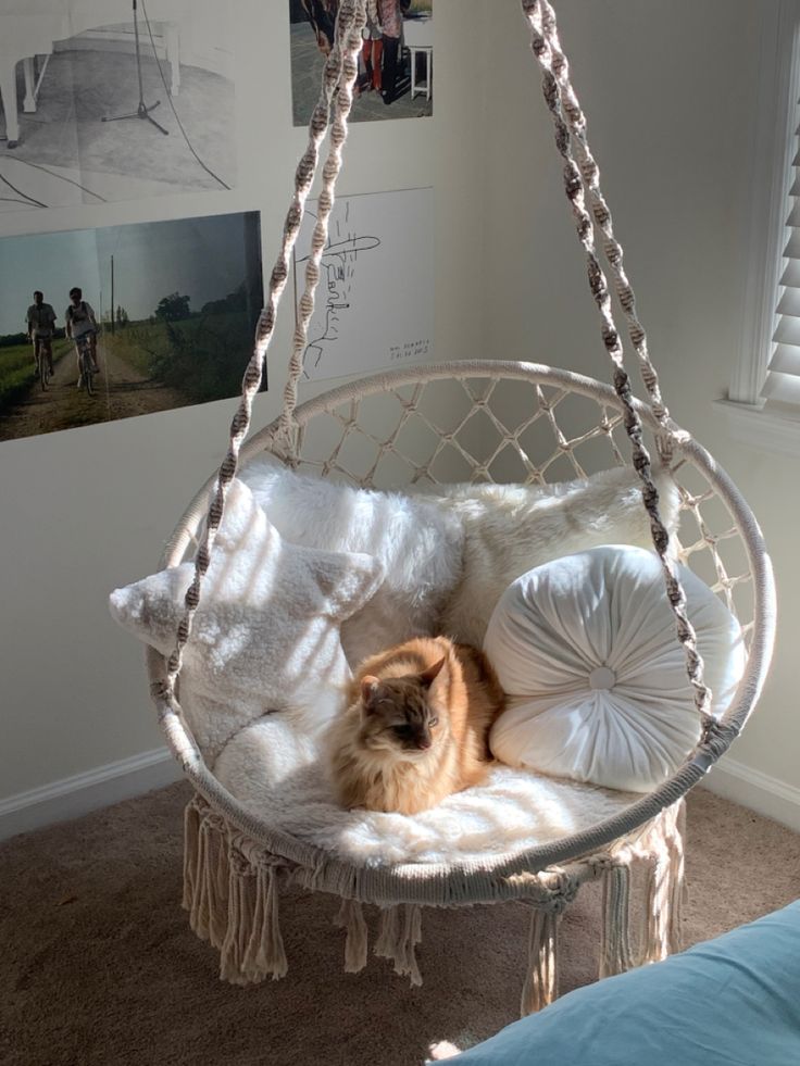 a cat is sitting in a hanging chair