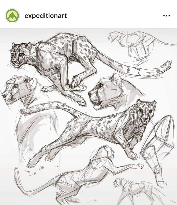 an image of three cheetah and two leopards in the process of drawing