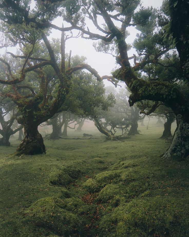 several trees in the middle of a field with moss growing on them and foggy skies overhead