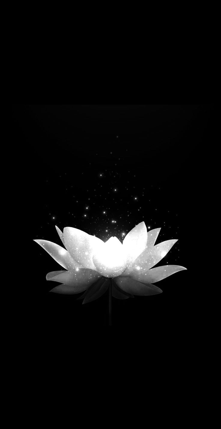 White Lotus Wallpaper, Lotus Background, Phone Decorations, Lotus Flower Wallpaper, Lotus Wallpaper, White Lotus, Phone Wallpaper Design, Rose Wallpaper, Pretty Wallpapers Backgrounds