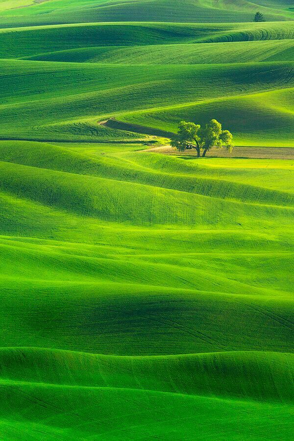 a lone tree stands in the middle of a green rolling hillside landscape, near san francisco, california