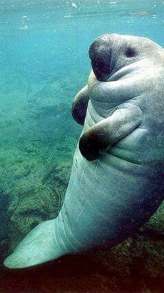 a manass swimming in the ocean with its mouth open