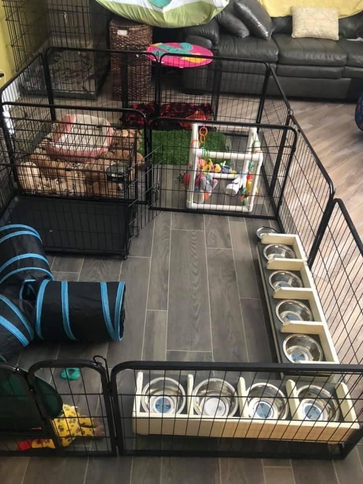 there are several cages with dishes in them on the floor next to a couch and chair