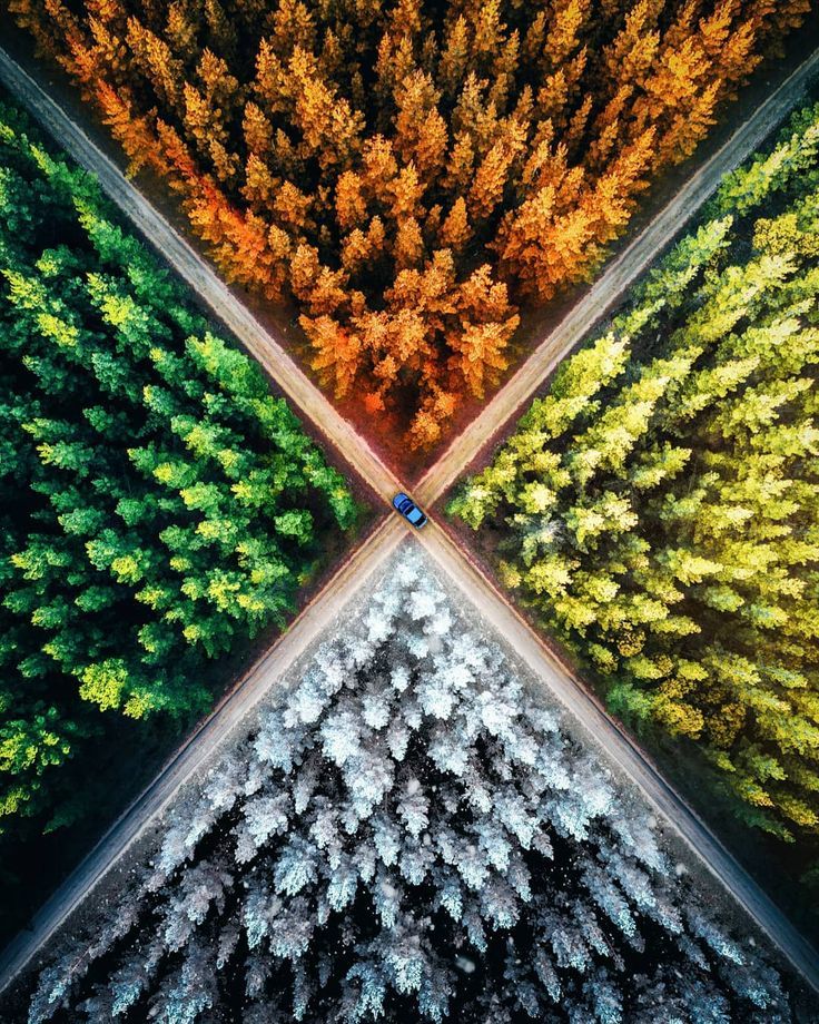 an aerial view of trees in the middle of a forest with their tops turned upside down