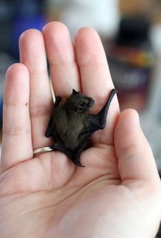 Bumblebee Bat, Baby Bats, Cute Bat, Black Bat, Cute Creatures, Sweet Animals, Batgirl, Nature Animals, Animals Friends