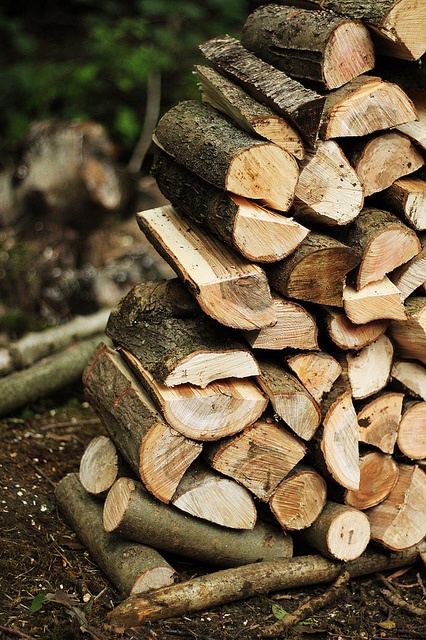 a pile of wood sitting on top of a forest floor