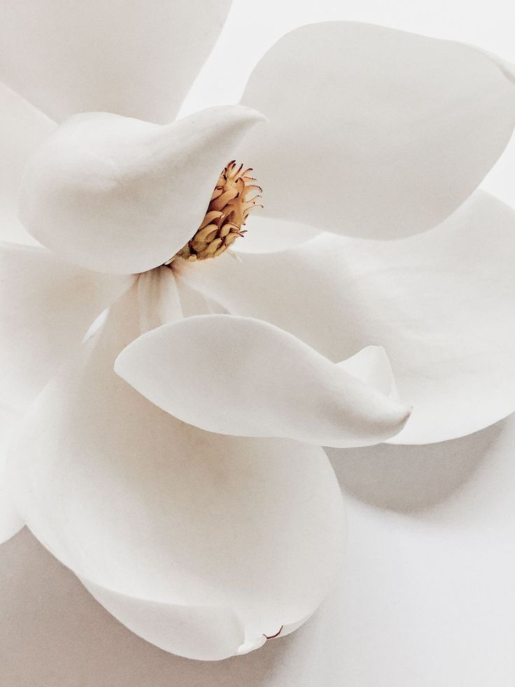 a white flower with yellow stamen on it's center