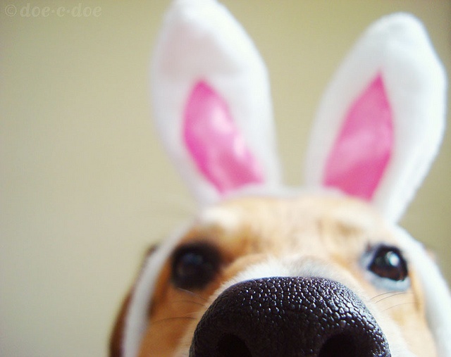 a dog with bunny ears on it's head