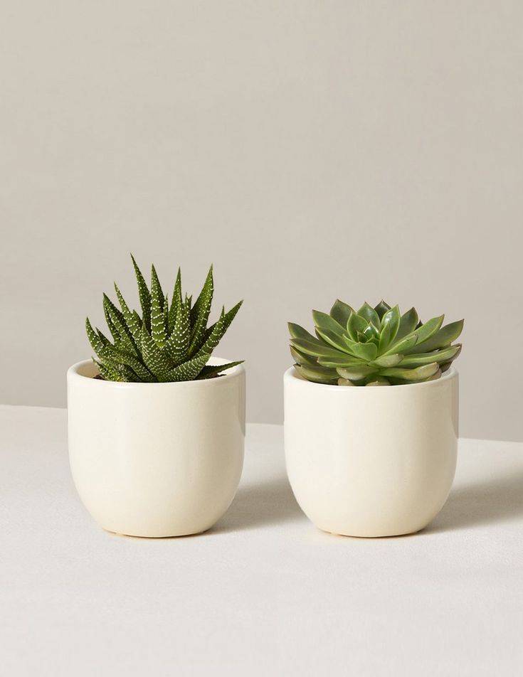 two potted plants sitting next to each other on top of a white countertop