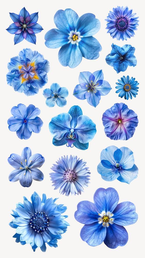 blue flowers are arranged on a white background