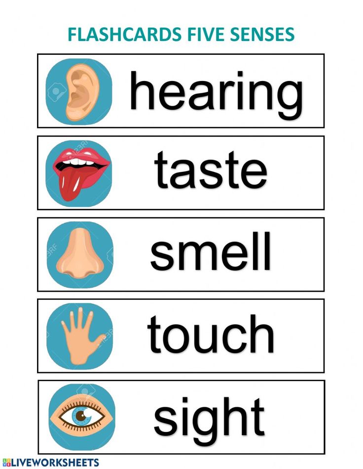 four flashcards with words that say, hear, taste, smell, touch and sight