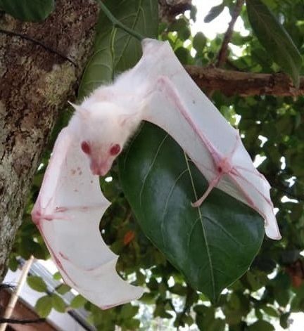 a white bat hanging upside down from a tree