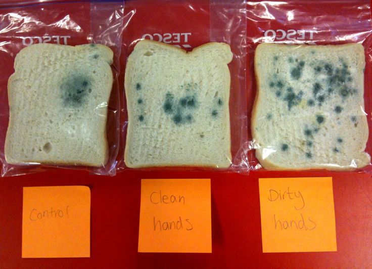 three pieces of toast with black moldy hands on them, labeled clean hands and dirty hands