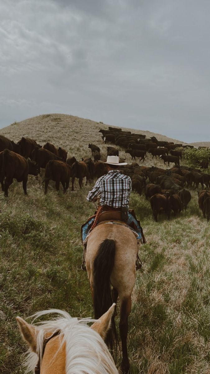 a man riding on the back of a brown horse next to a herd of cattle