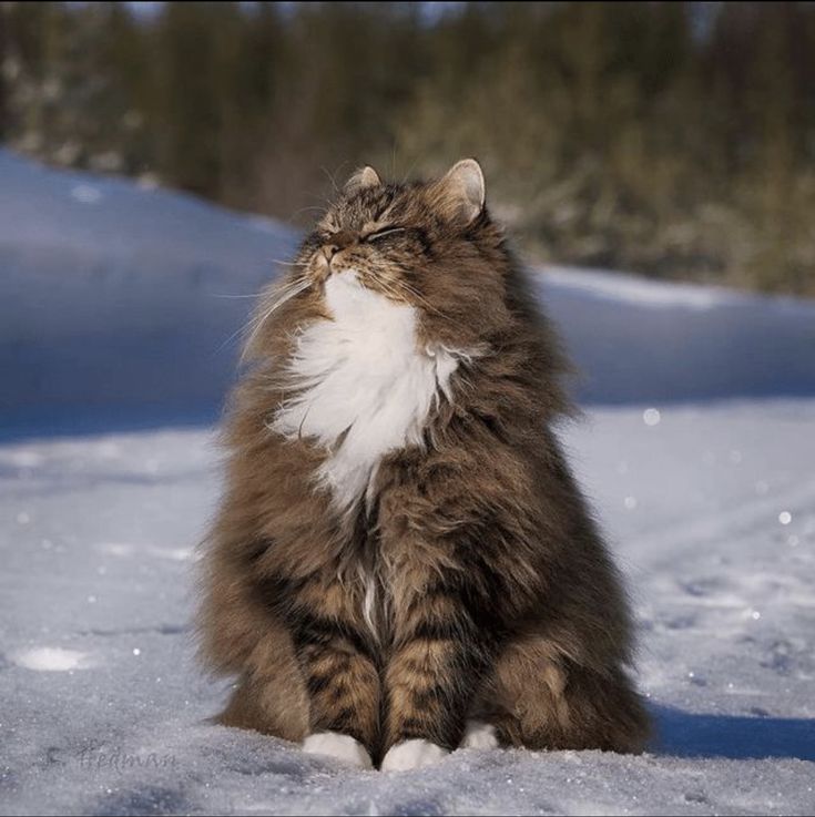 a brown and white cat sitting in the snow with its head turned to look up