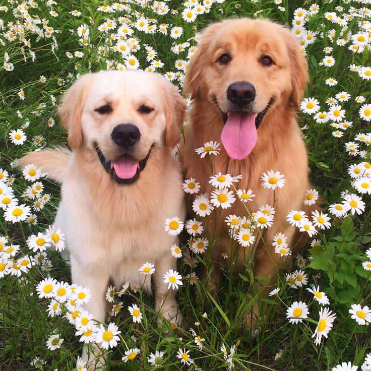 two golden retrievers sitting in a field of daisies with their tongue hanging out