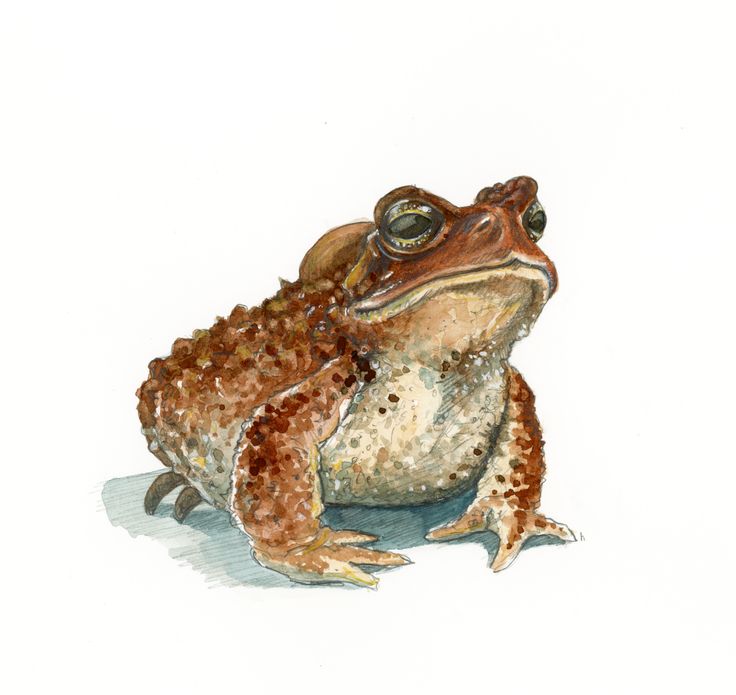 a drawing of a frog sitting on the ground