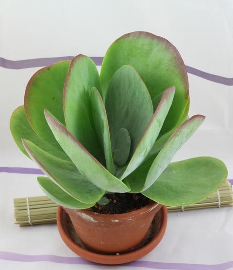 a small potted plant with green leaves