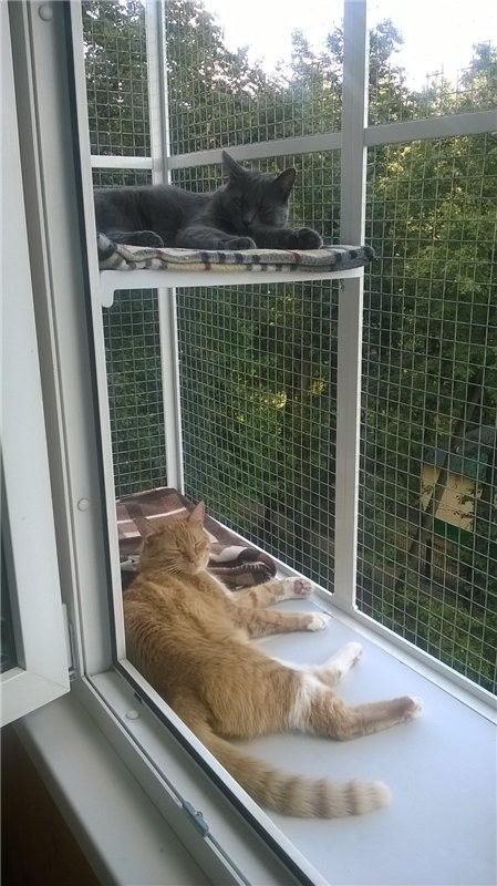 two cats laying on top of a window sill looking out at the trees outside