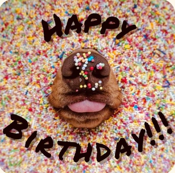 a dog with sprinkles on it's nose and tongue sticking out