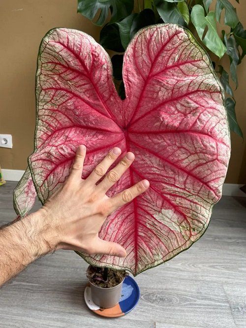 a hand is reaching for a large leaf shaped vase on a table next to a potted plant