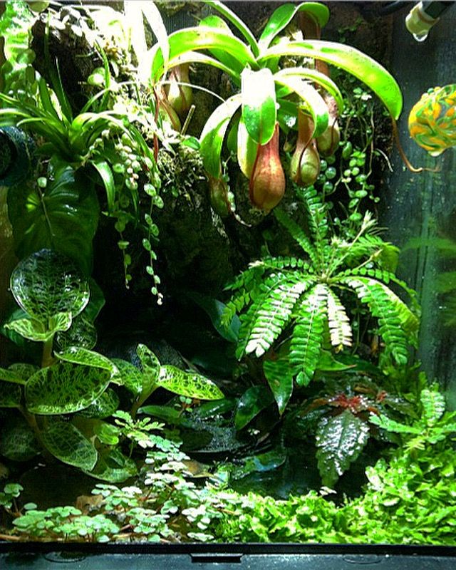 an aquarium filled with lots of green plants