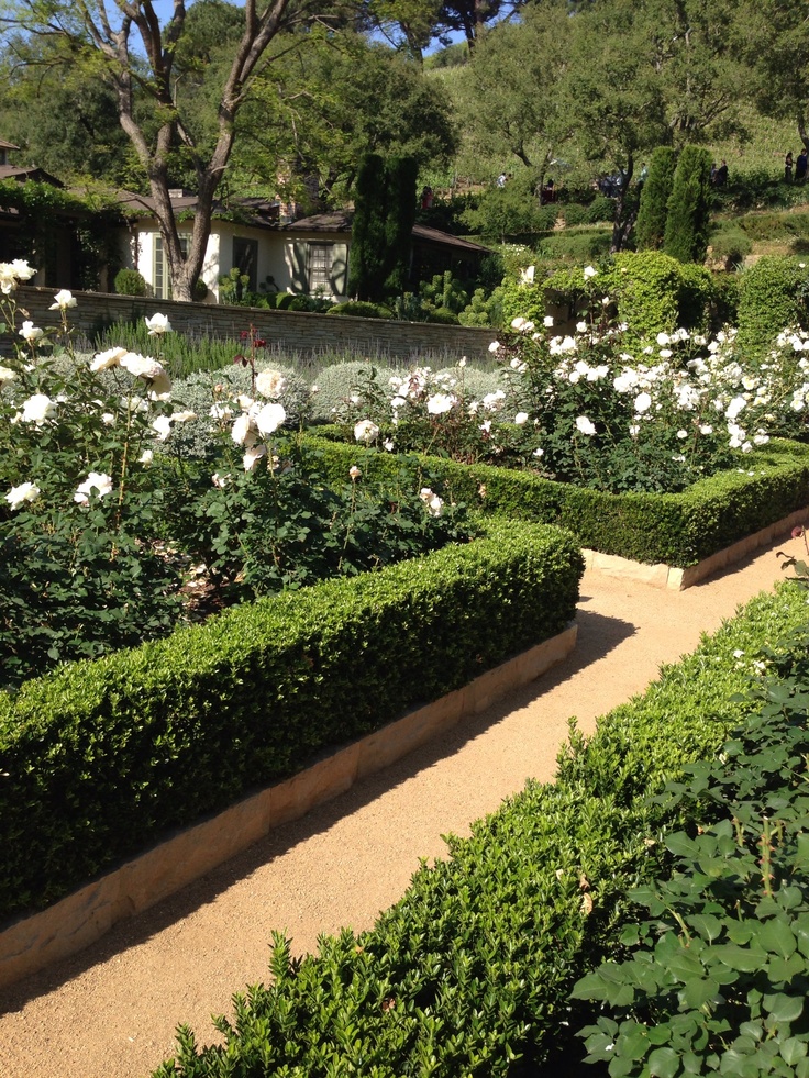 the garden is full of white flowers and hedges