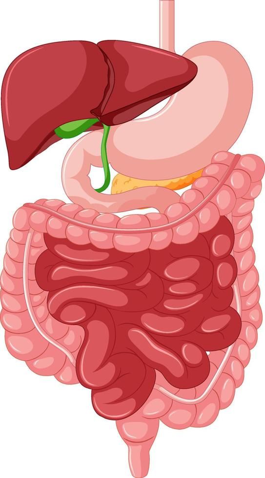 an image of the anatomy of the human body and its major organs, including the liver