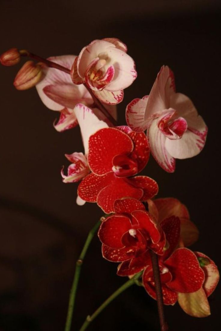 red and white orchids are in a vase on a table, with dark background