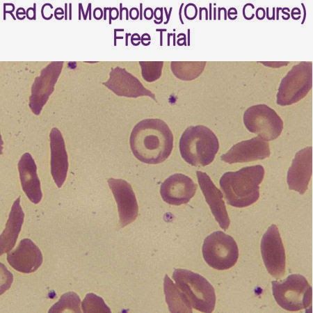 red cell morphlocy online course free trial - screenshote image 1