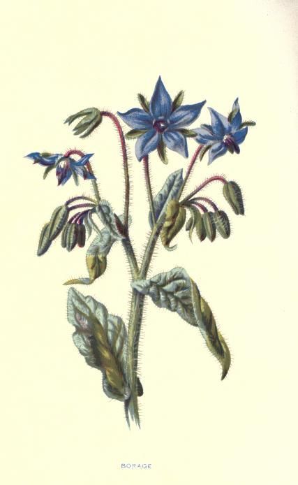 an illustration of blue flowers with green leaves