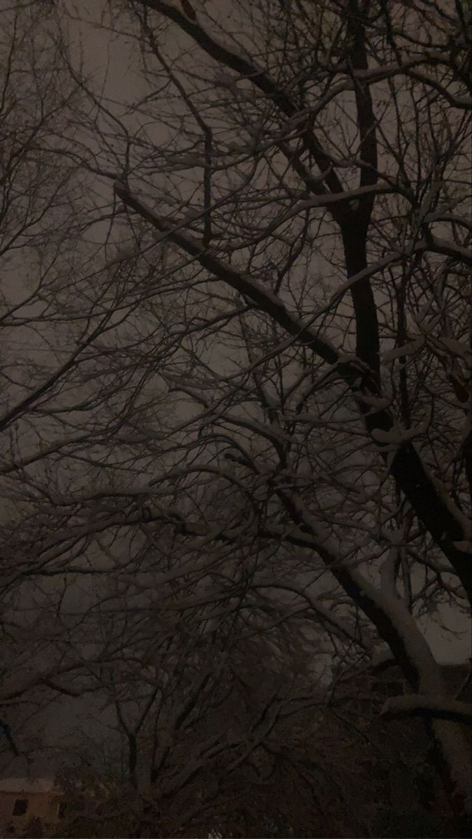 the trees are covered in snow at night