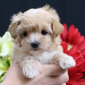 a person holding a small white puppy in their hand next to red and white flowers