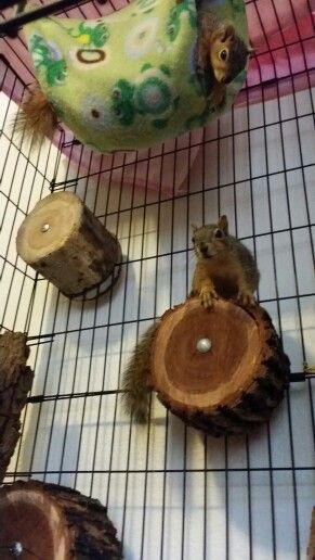 the squirrels are playing with each other on the floor next to some wood slices