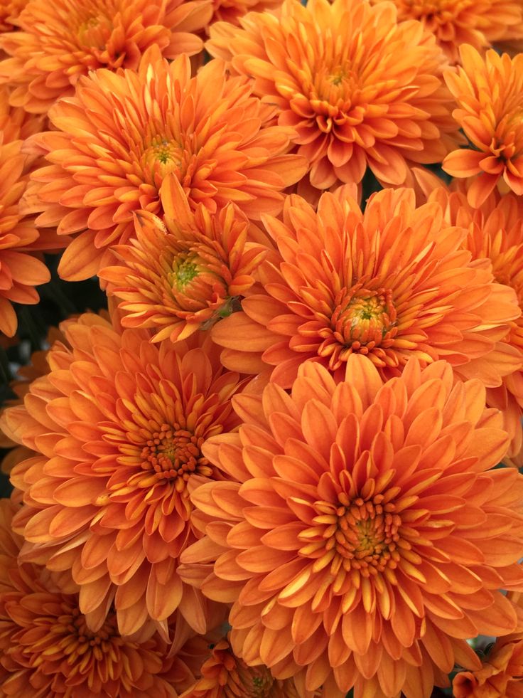 an orange flower that is blooming in the sun