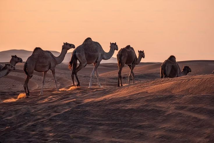 four camels walking in the desert at sunset