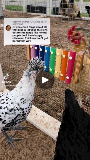 a chicken standing on top of a dirt ground next to a cage filled with chickens