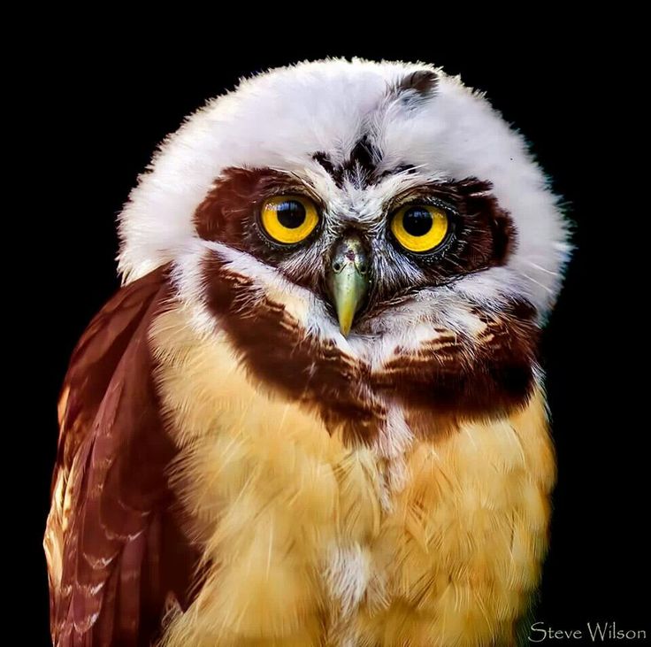 an owl with yellow eyes and brown feathers is looking at the camera while standing on a black background