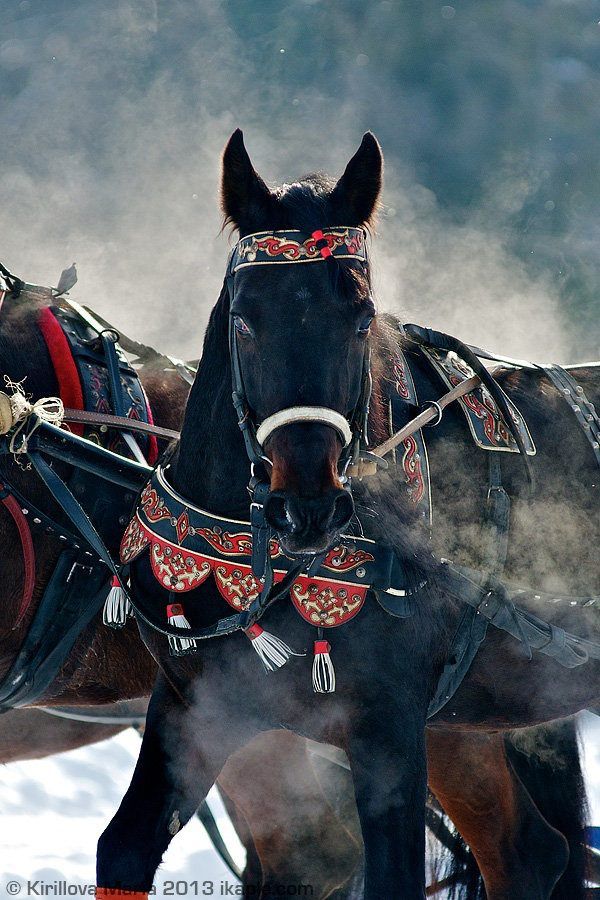 two horses are pulling a sleigh through the snow with their harnesses on