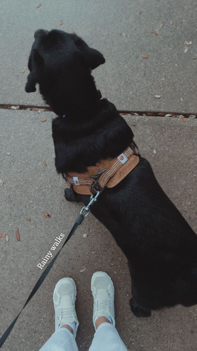 a black dog sitting on top of a sidewalk next to someone's feet wearing white shoes