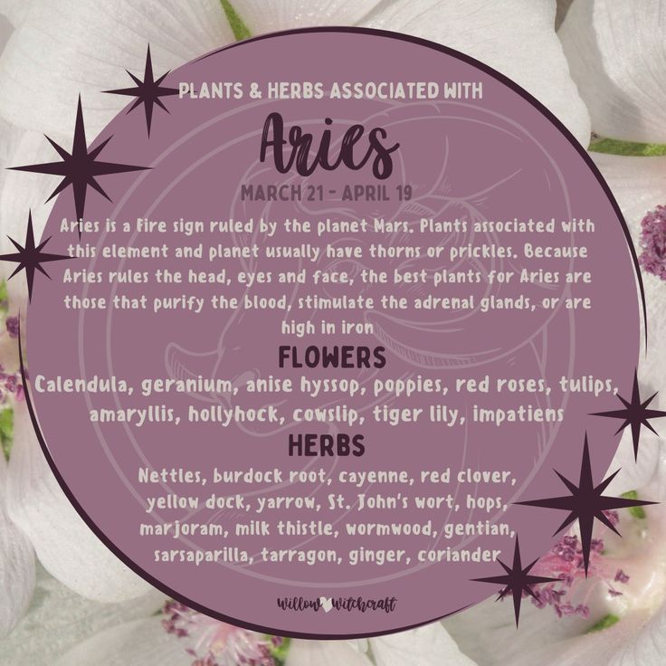 a purple circle surrounded by white flowers with the words ariies written in black on it