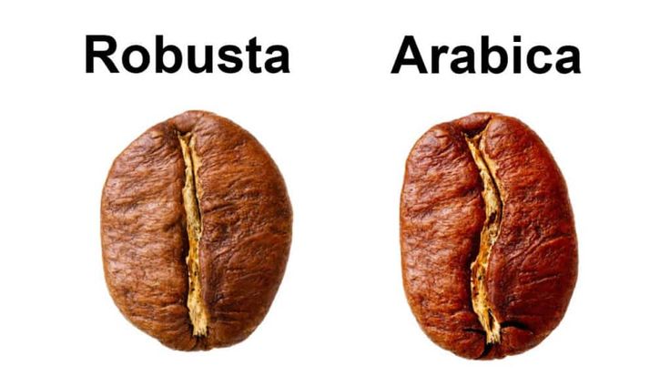 two different types of coffee beans with the words robusta and arabica on them