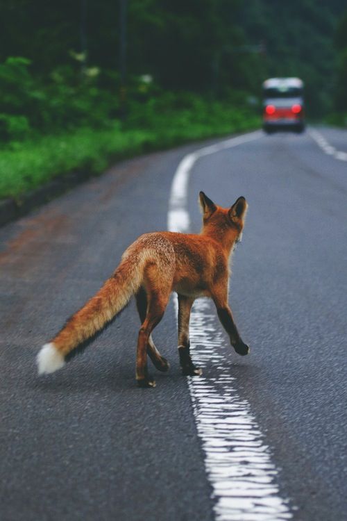 a red fox crossing the road in front of a car with its tail hanging out