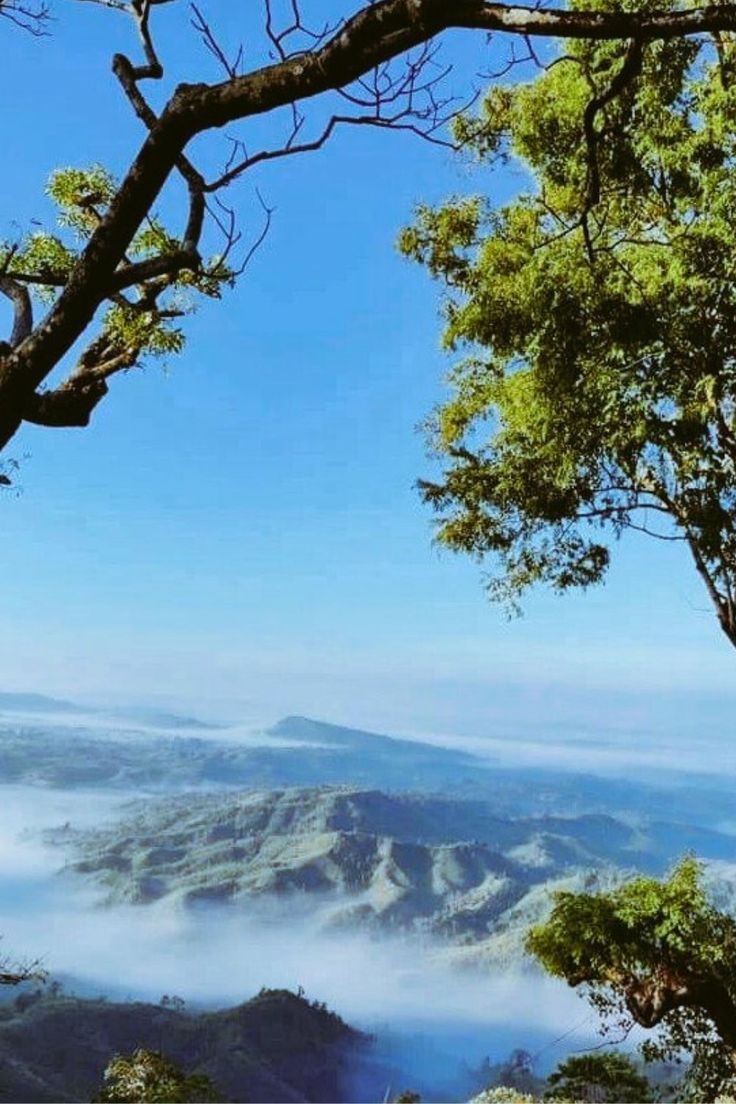 a view from the top of a hill with trees and fog in the valley below